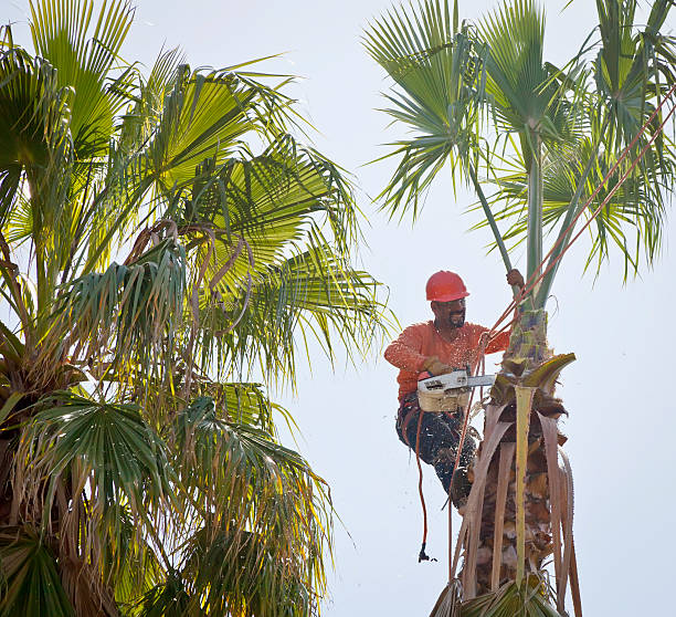 Residential Tree Removal in Byron, GA